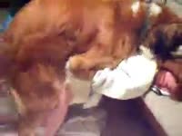 Brown dog fucking a hot babe from behind